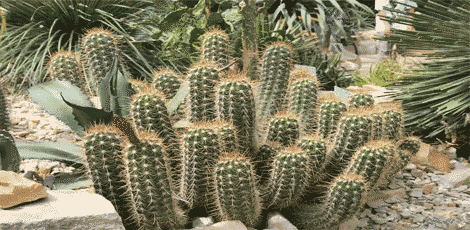 Sebutkan ciri-ciri kaktus