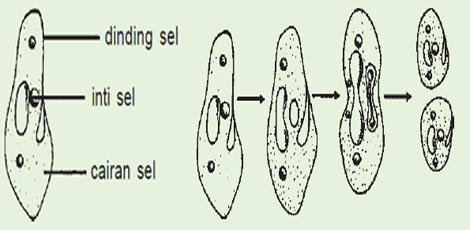 Gambar proses perkembangbiakan dengan cara membelah diri pada amoeba