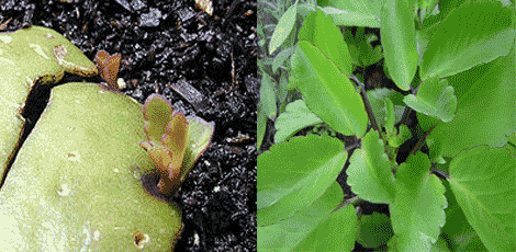 Perkembangbiakan tumbuhan secara vegetatif Alami ...