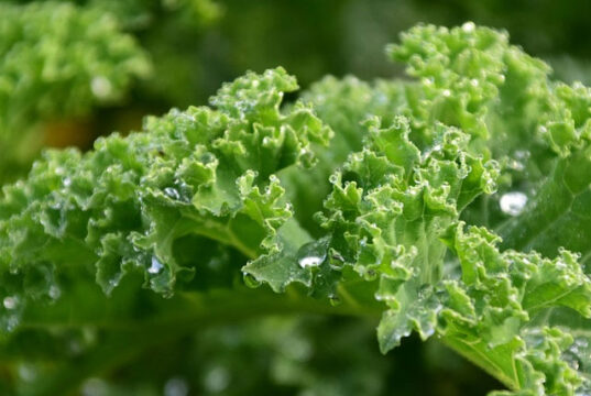 7 Manfaat Sayur Daun Kale Untuk Kesehatan Tubuh Diet Dan Kecantikan